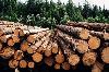 435 тысяч рублей поступит в бюджет области от штрафов по результатам регионального госконтроля за деятельностью пунктов  переработки древесины в 2019 году