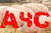 Африканская чума свиней у границ Кировской области
